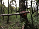 Hydnoporia corrugata image