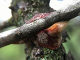 Hydnoporia corrugata image