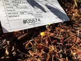 Mycena oregonensis image