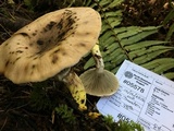 Gomphidius oregonensis image