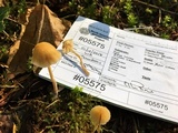 Mycena citrinomarginata image