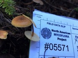 Xeromphalina cauticinalis image