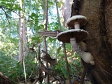 Hemipholiota populnea image