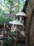 Hemipholiota populnea image