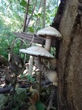 Hemipholiota populnea image