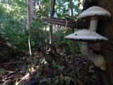 Hemipholiota populnea image