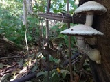 Hemipholiota populnea image