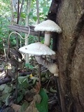 Hemipholiota populnea image