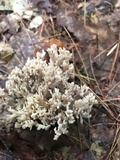 Clavulina cinerea image