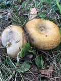 Lactarius chelidonium image