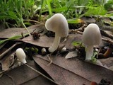 Coprinopsis marcescibilis image