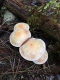 Rhodocollybia maculata image