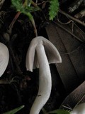 Coprinopsis marcescibilis image