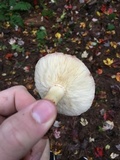 Rhodocollybia maculata var. scorzonerea image