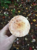 Rhodocollybia maculata var. scorzonerea image