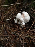 Entoloma abortivum image