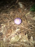 Cortinarius iodes image