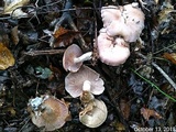 Entoloma abortivum image