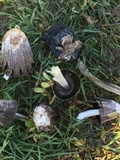 Coprinus calyptratus image