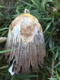 Coprinus calyptratus image