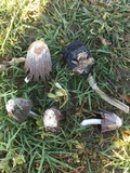 Coprinus calyptratus image