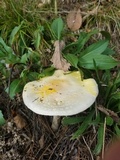 Amanita chrysoblema image