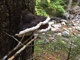 Fomitopsis mounceae image