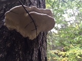 Fomitopsis mounceae image