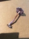 Laccaria amethystina image