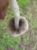 Coprinopsis marcescibilis image