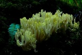 Ramaria cystidiophora var. citronella image
