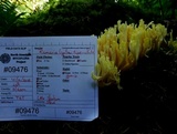 Ramaria cystidiophora var. citronella image