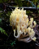 Ramaria cystidiophora var. citronella image