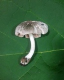 Volvariella taylori image