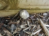 Volvariella taylori image
