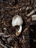 Volvariella taylori image
