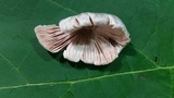 Volvariella taylori image