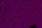 Volvariella taylori image