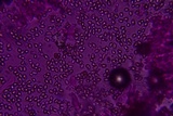 Volvariella taylori image