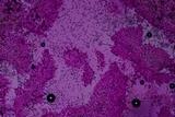 Volvariella taylori image