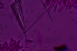 Volvariella taylori image