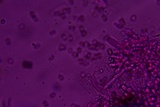 Volvariella taylori image