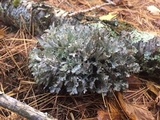 Platismatia tuckermanii image