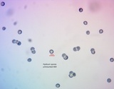 Hydnum oregonense image