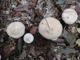Rhodocollybia maculata image