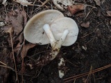 Rhodocollybia maculata image