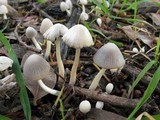 Coprinopsis marcescibilis image