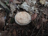 Rhodocollybia maculata image