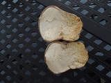 Calvatia bovista image