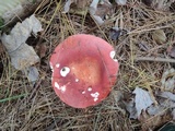 Russula vinosa image